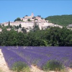 Banon_lavande[1]